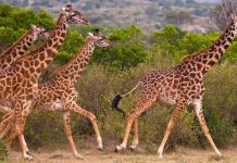 African Wild Giraffes