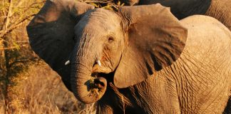 African Wild Elephants