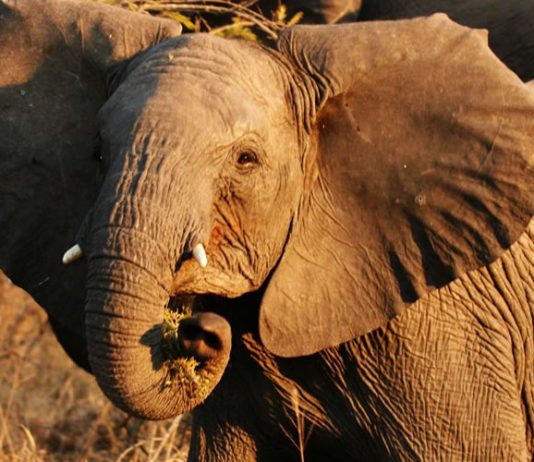 African Wild Elephants