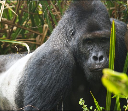 Congo Gorilla Tours