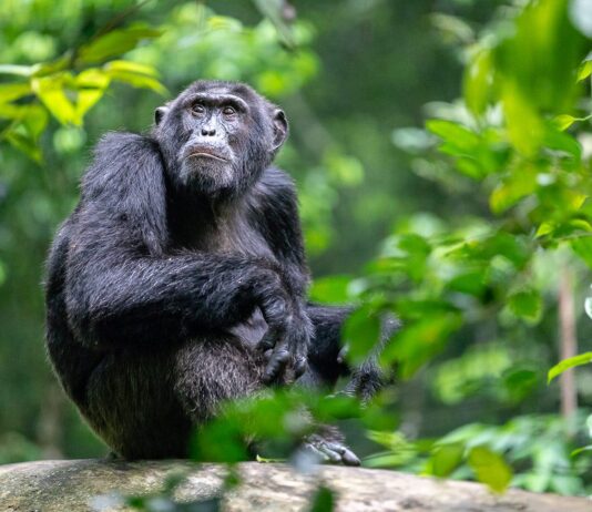 Kibale Chimpanzee Trekking